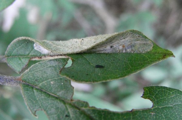 Mine of Phyllonorycter leucographella